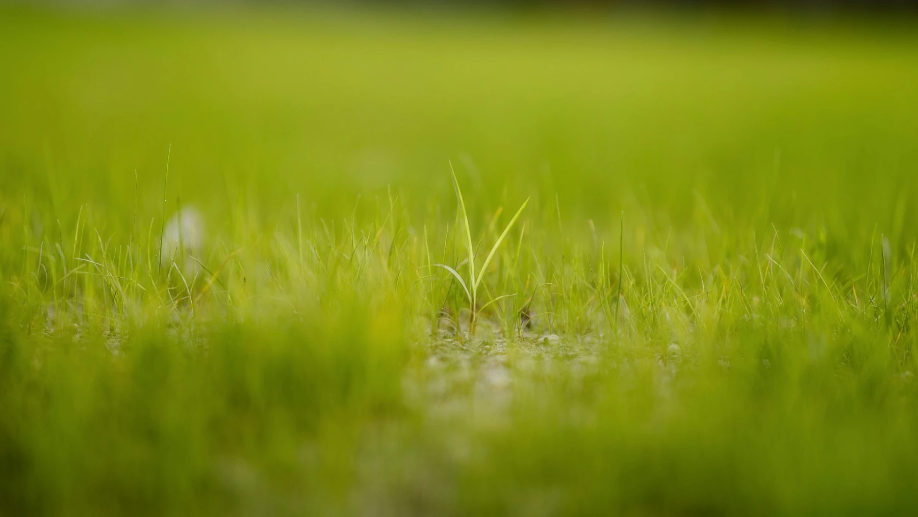 Image de l'article Greenhoster vs Ex2 : La vérité technique qu'un article généré par IA ne vous dira pas