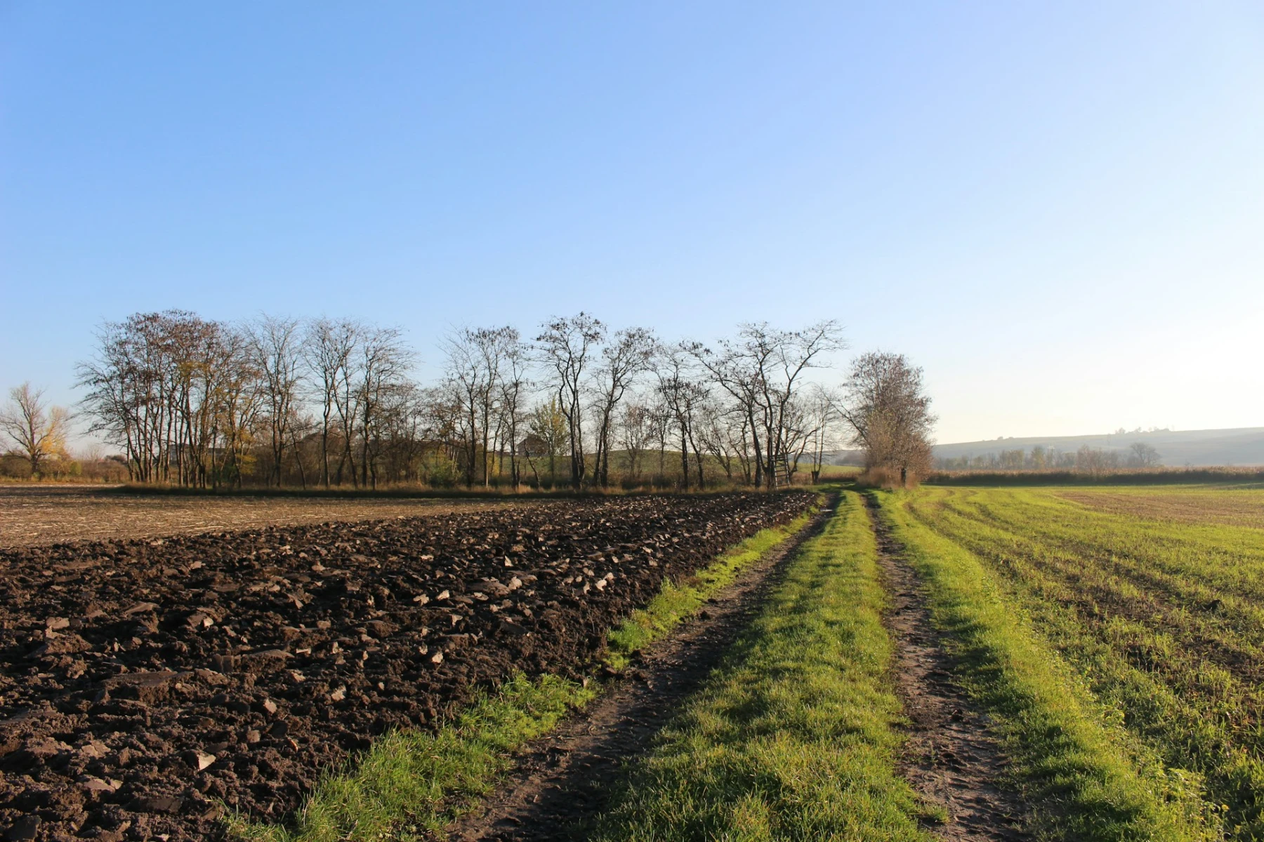 haies bocagères haies bocagères